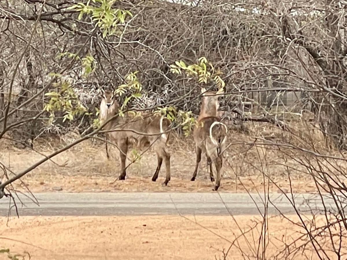 The Cheetah Rest Villa Hoedspruit Bagian luar foto