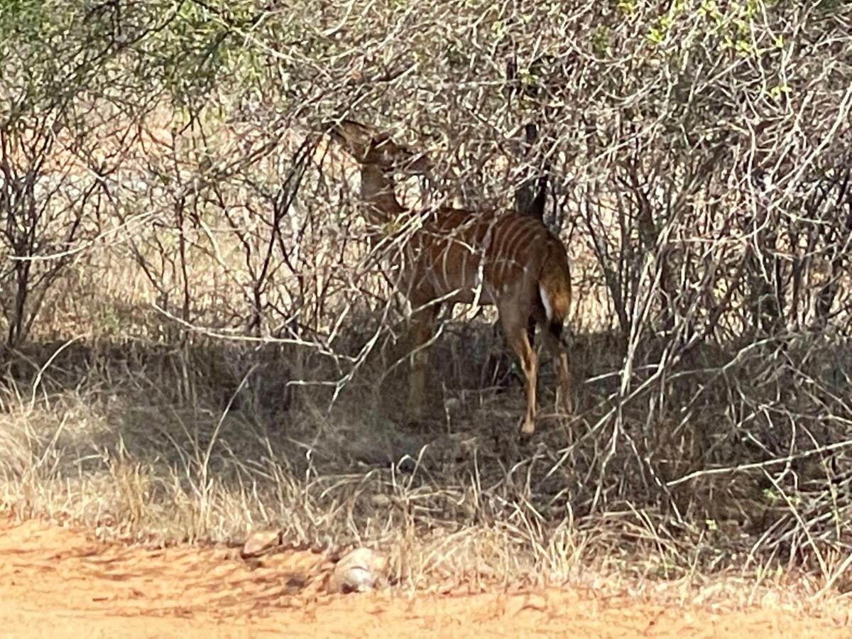The Cheetah Rest Villa Hoedspruit Bagian luar foto