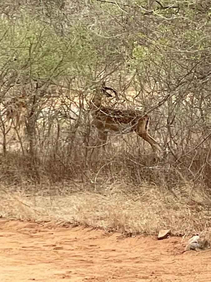 The Cheetah Rest Villa Hoedspruit Bagian luar foto