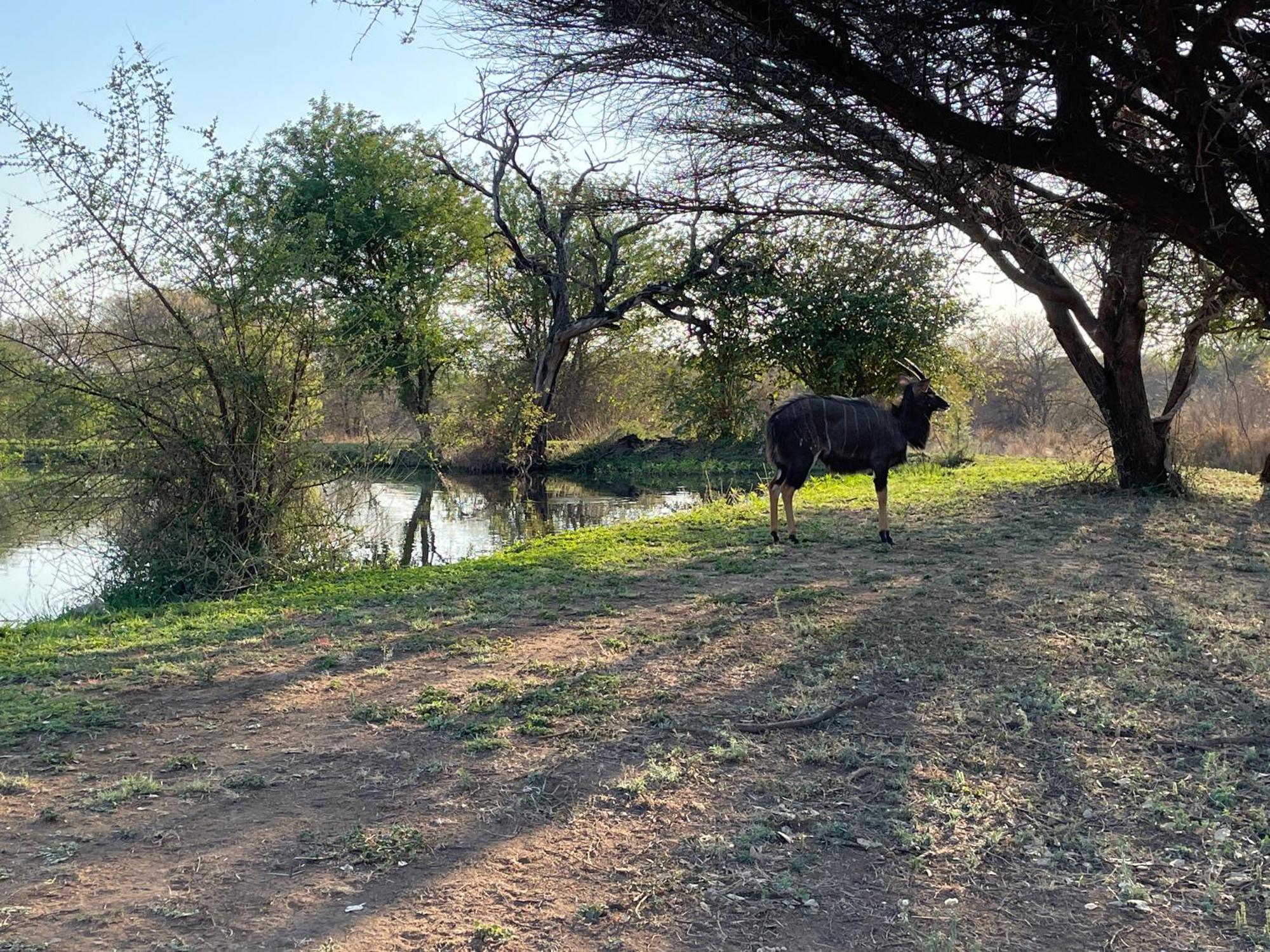 The Cheetah Rest Villa Hoedspruit Bagian luar foto