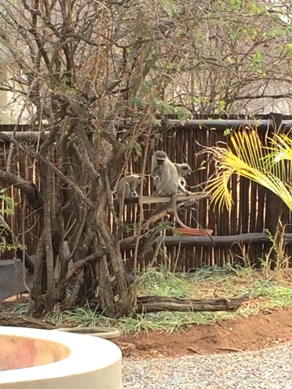 The Cheetah Rest Villa Hoedspruit Bagian luar foto